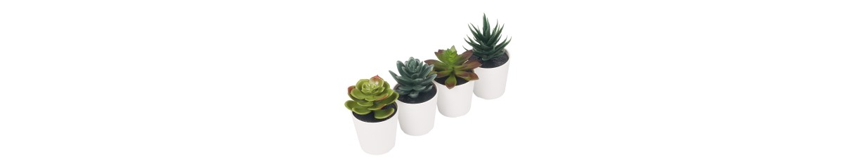 Potted Succulents